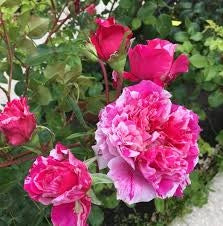 MEILLAND Rosa Ines Sastre rosa tenue rifiorente profumata elegante