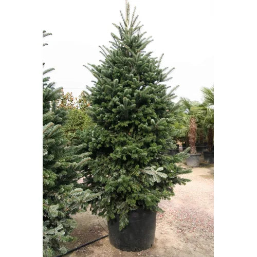 Abete Nordmanniana 200–220 cm – Albero di Natale Naturale e Folto