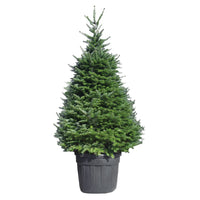Abete Nordmanniana 200–220 cm – Albero di Natale Naturale e Folto