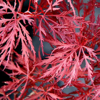 Acer Palmatum Dissectum Atropurpureum – Acero Giapponese Rosso Ornamentale