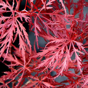 Acer Palmatum Dissectum Atropurpureum – Acero Giapponese Rosso Ornamentale