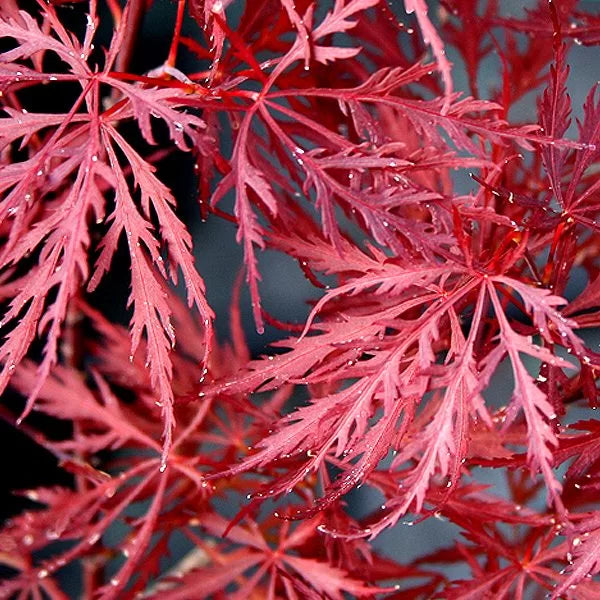 Acer Palmatum Dissectum Atropurpureum – Acero Giapponese Rosso Ornamentale
