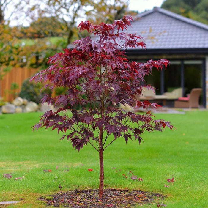 Acer Palmatum Dissectum Atropurpureum – Acero Giapponese Rosso Ornamentale