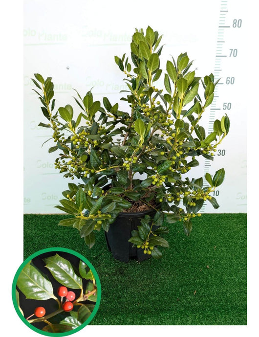 Ilex mutchagara ‘Nellie R. Stevens’ – Agrifoglio Ornamentale 150 cm