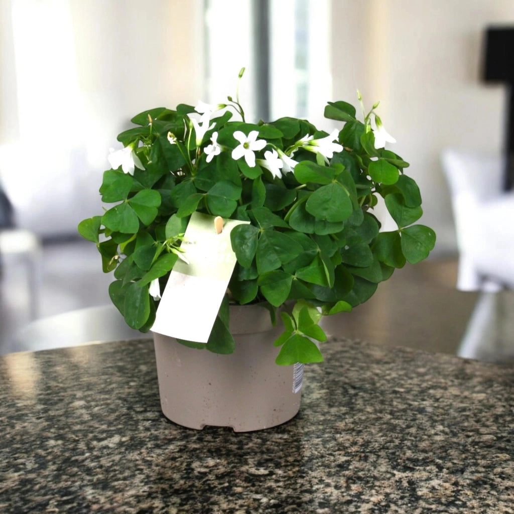 Gardenaria Oxalis triangularis papilionacea - Pianta da interno ornamentale Altezza: 20 cm (vaso 12)