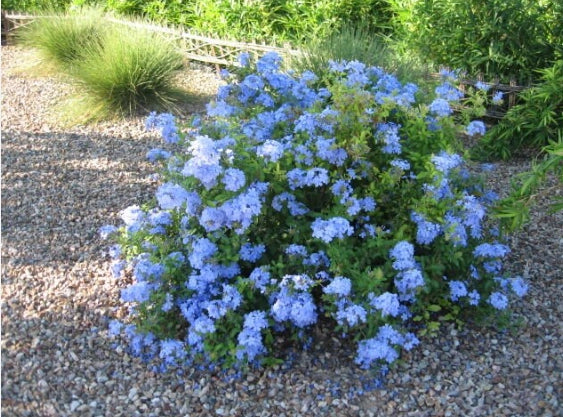 Pianta di plumbago, vaso 18 H100 cm, foto reali