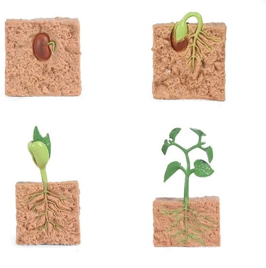 Ciclo di Vita dei Semi - Giocattolo Educativo - Modello Biologico - 4 Pezzi - Materiale Duraturo Resine - Sicuro per i Bambini - Figure del Ciclo di Vita