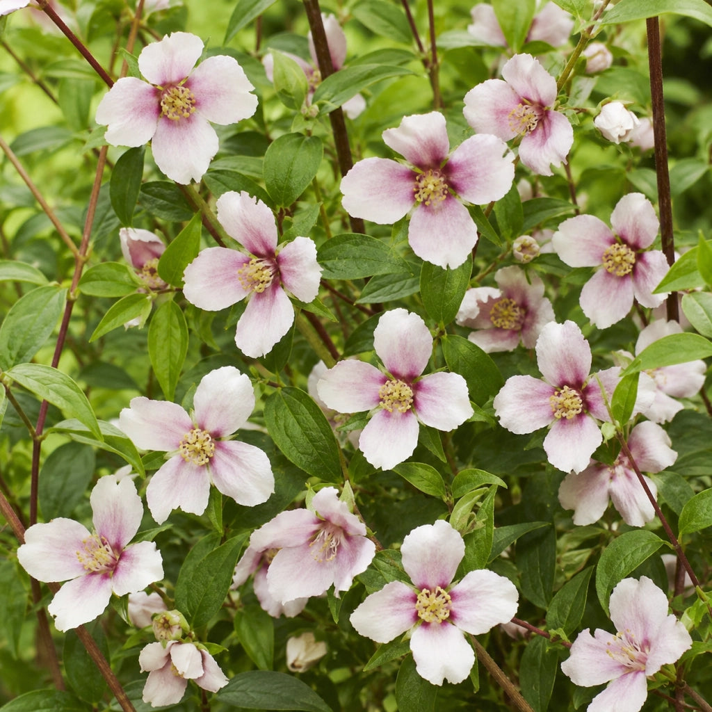 Gardenaria Filadelfo - Philadelphus 'Petite Perfume Pink' - Arbusto ornamentale da giardino Altezza: 40/60 cm (vaso19)