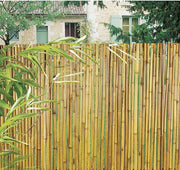 Arella canna del fiume misure diverse Taglia: 1 X 3 M