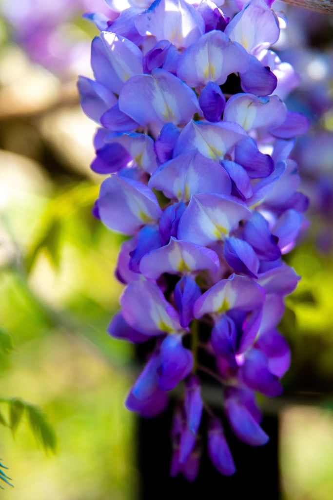 WISTERIA BRACHYBOTRYS MURASAKI KAPITAN (Glicine) SPALL.40 (L.75 - H.160) Lt.30