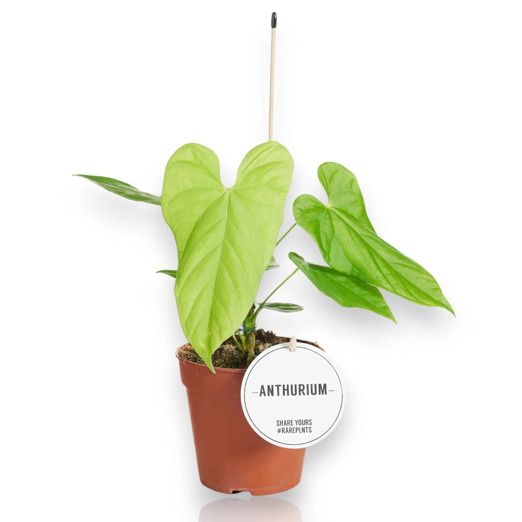 Gardenaria Anthurium 'Balaloanum' - Pianta da interno ornamentale Altezza: 40 cm (vaso 12)