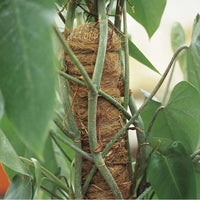 Tutore muschiato – diametro 50 mm, altezza 80 cm