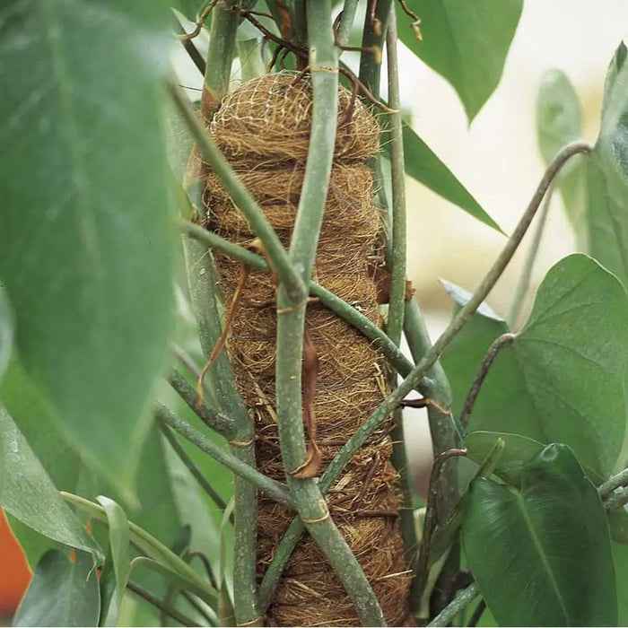 Tutore muschiato – diametro 50 mm, altezza 120 cm