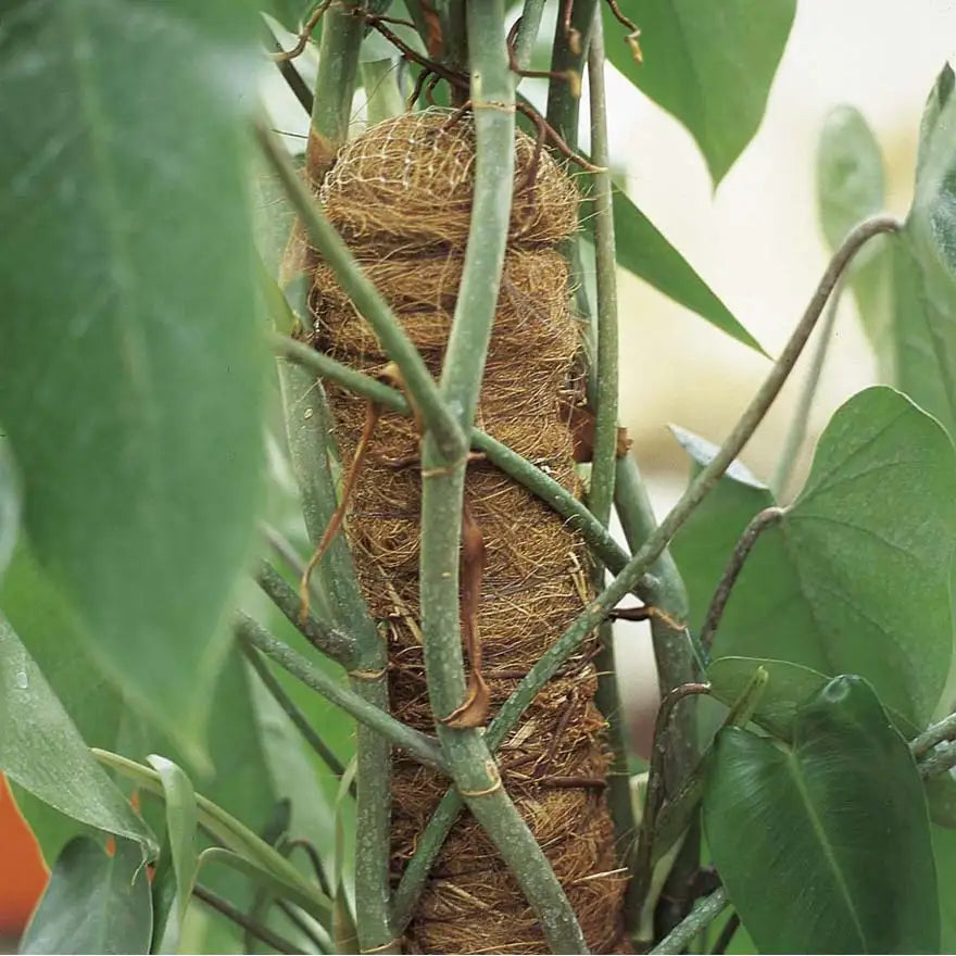 Tutore muschiato – diametro 50 mm, altezza 120 cm