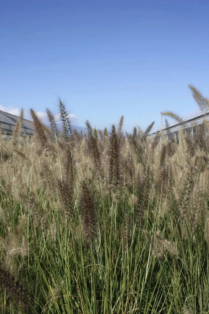 Gardenaria Pennisetum alopecuroides 'Moudry' - Graminacea ornamentale da esterno Altezza: 40 cm (vaso 17)