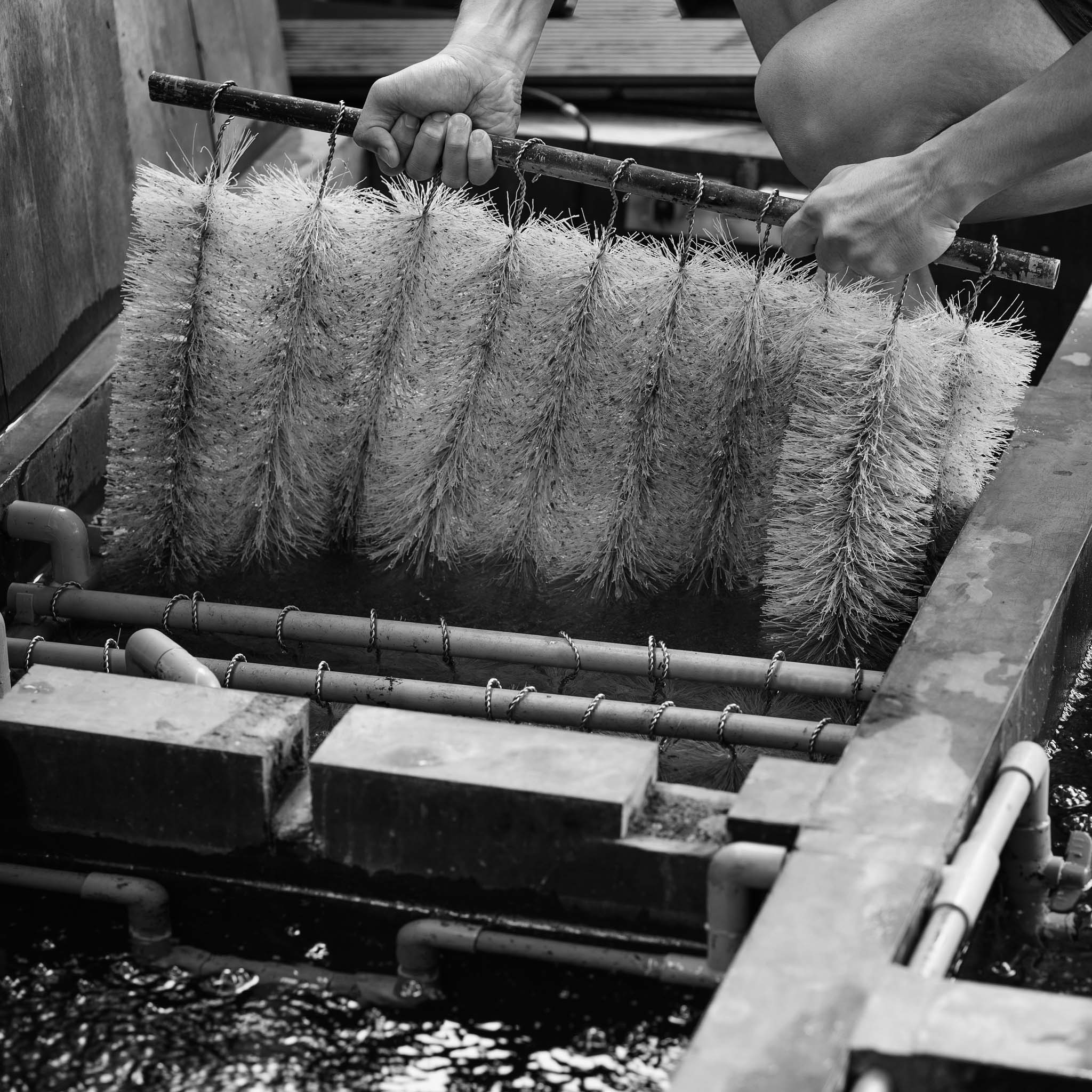 Set Black Brush con 24 spazzole per filtri a camera da laghetto, 60cm x Ø 15cm, polipropilene, nero, rimozione delle particelle più fini