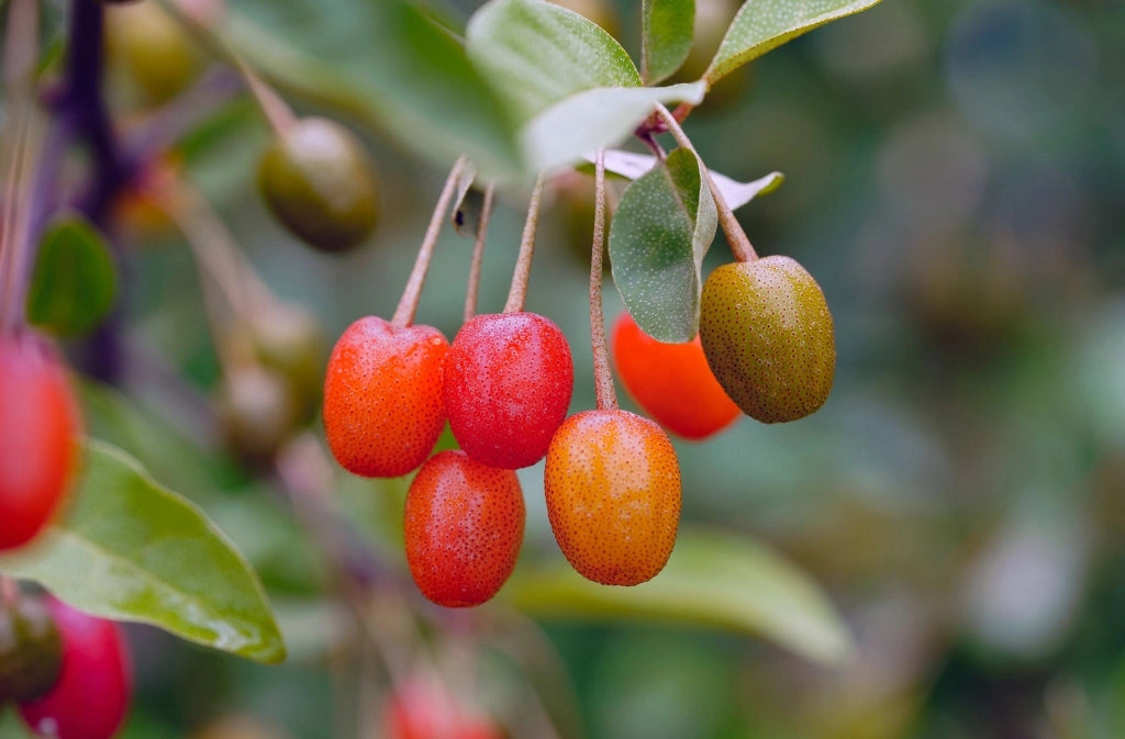 ELEAGNUS EBBINGEI COMPACTA (OLIVAGNO) VASO 18