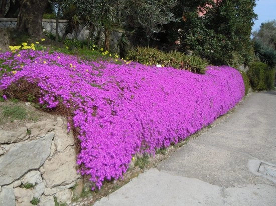 Drosanthemum Hispidum Barba di Giove BASKET 18cm FOTO REALI