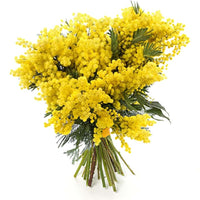 Pianta ALBERO di MIMOSA fiore giallo in vaso 17 cm h 100/120 cm FOTO REALE