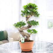 Gardenaria Ficus microcarpa 'Ginseng' bonsai - Pianta da interno ornamentale Altezza: 70 cm (vaso 27)