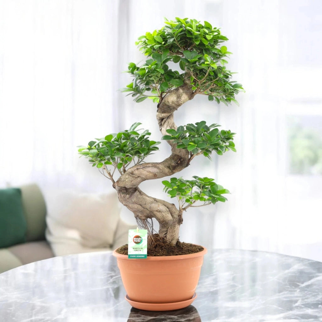 Gardenaria Ficus microcarpa 'Ginseng' bonsai - Pianta da interno ornamentale Altezza: 70 cm (vaso 27)