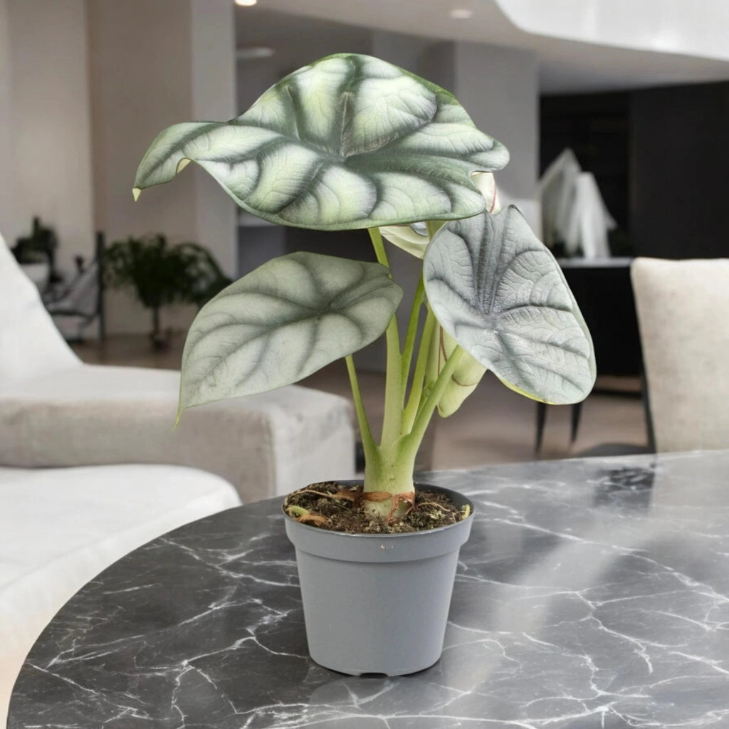 Gardenaria Alocasia 'Silver Dragon' - Pianta da interno ornamentale Altezza: 40 cm (vaso 12)