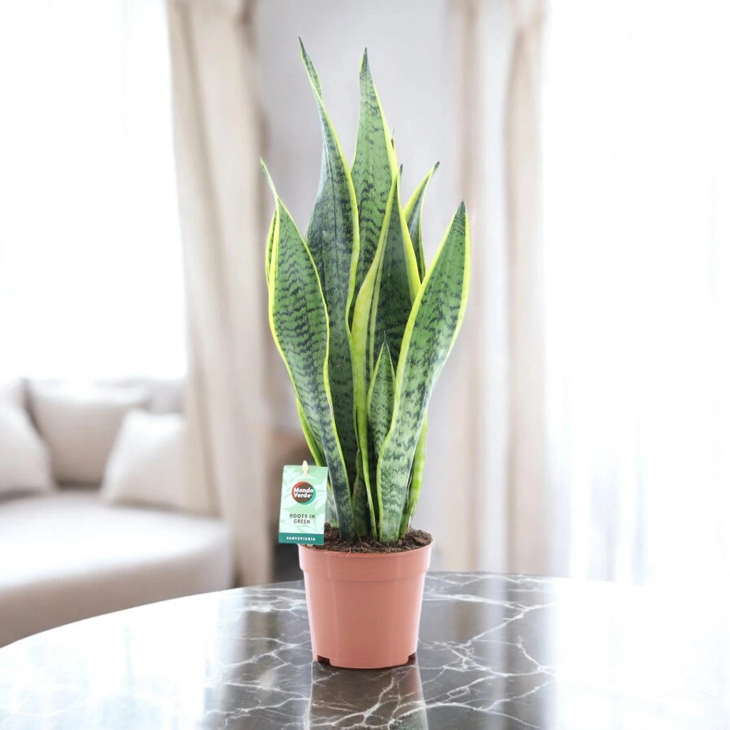 Gardenaria Sansevieria trifasciata 'Laurentii' - Pianta da interno ornamentale Altezza: 60 cm (vaso 14)