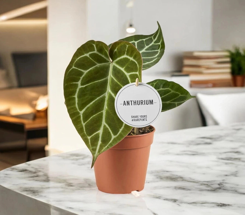 Gardenaria Anthurium 'Crystallinum' - Pianta da interno ornamentale Altezza: 30 cm (vaso 12)