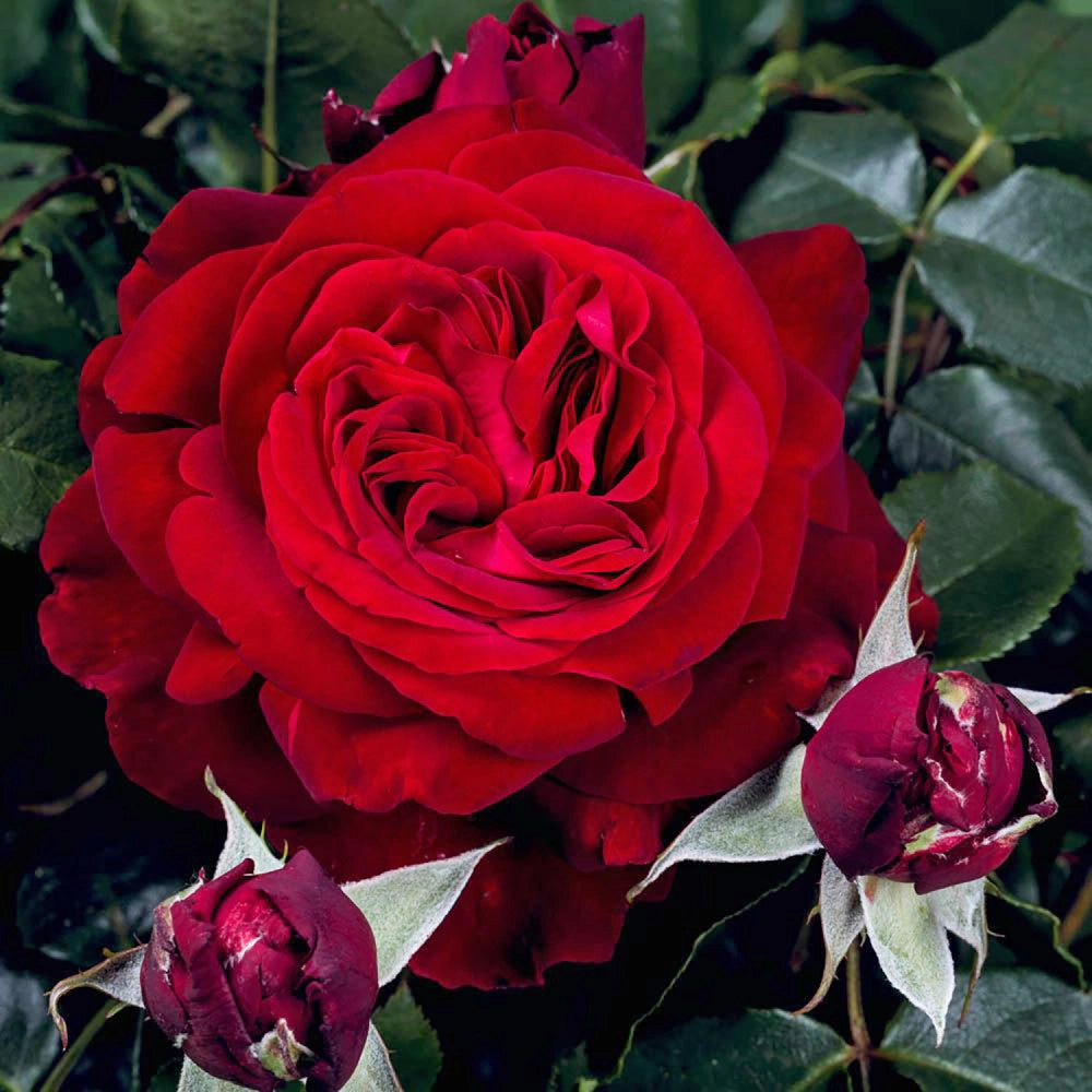Pianta Rosa Admiral foto reali