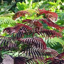 Albizia julibrissin “Summer Chocolate” – Vaso 20 cm – Altezza 130 cm