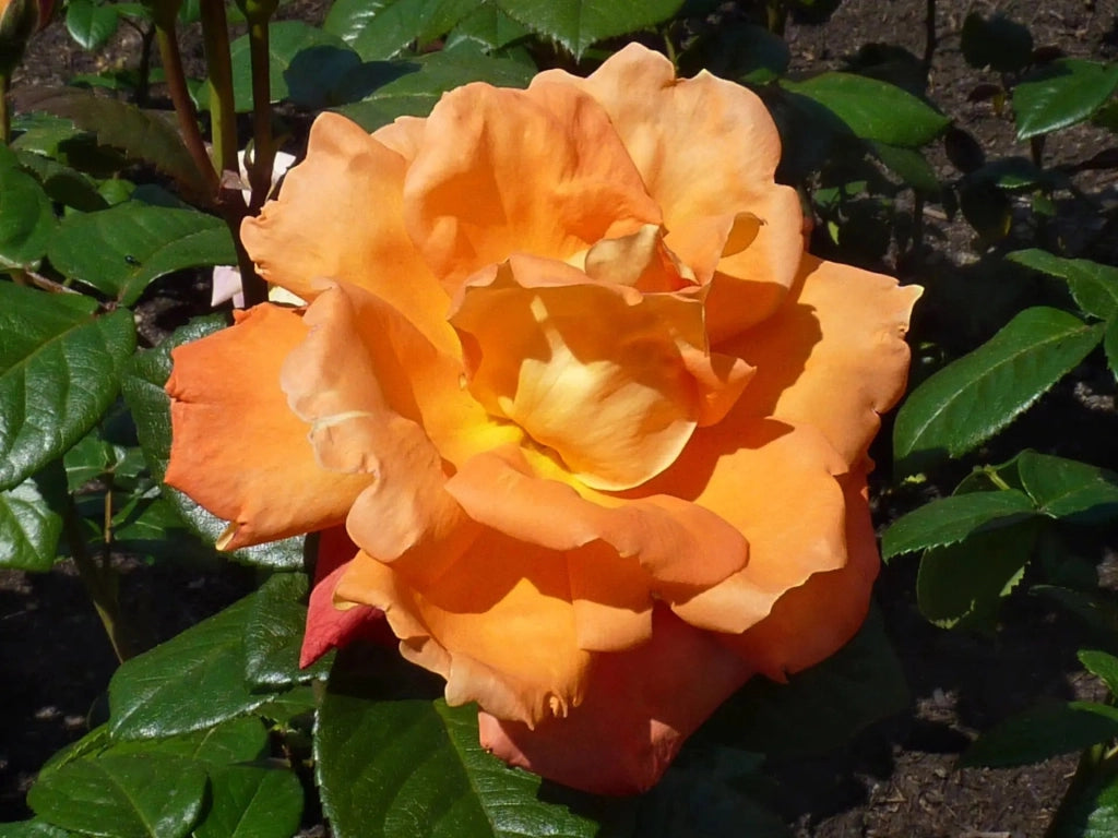 Gardenaria Rosa 'Louis De Funes' - Rosa da giardino Altezza: 40/50 cm (vaso20)