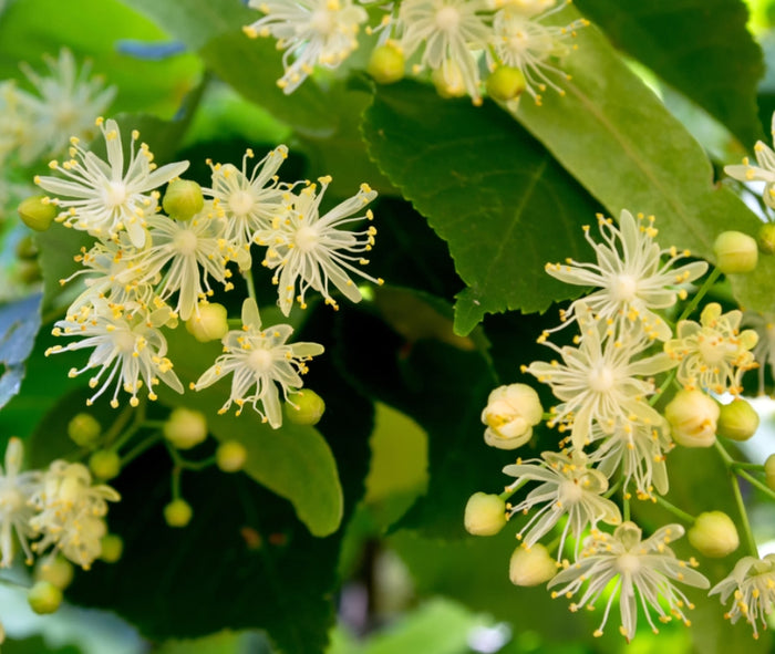 Pianta di Tiglio Tilia cordata fiore profumato h 100 in vaso 18 cm AMDGarden