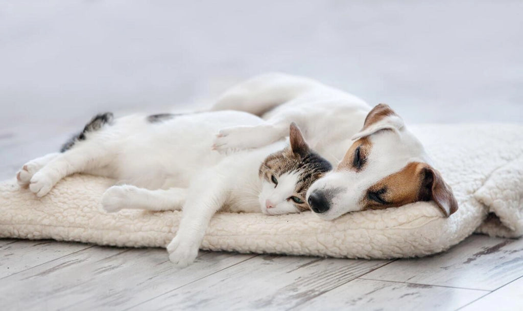 Tappetino Riscaldante 64x49 cm per Cani e Gatti Panna