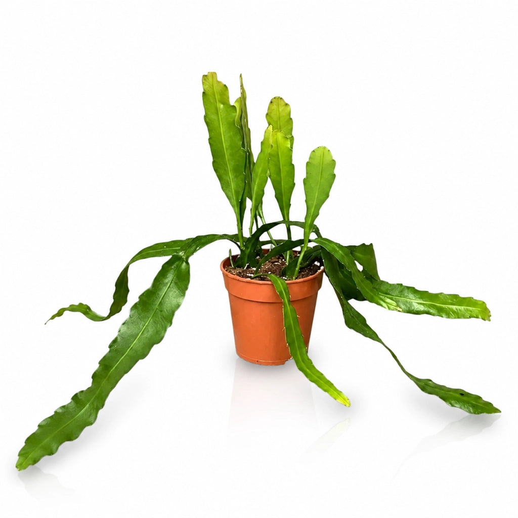 Gardenaria Epiphyllum fruhlingsgold - Pianta da interno ornamentale Altezza: 33 cm (vaso 12)