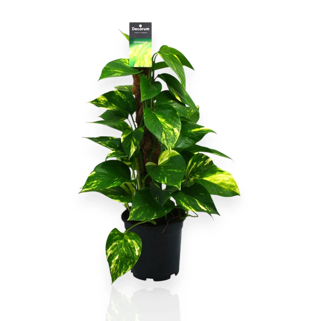 Gardenaria Epipremnum (pothos) su palo tutore - Pianta da interno ornamentale Altezza: 120 cm (vaso 24)