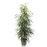 Gardenaria Ficus binnendijkii 'Alli' - Pianta da interno ornamentale Altezza: 100 cm (vaso 21)