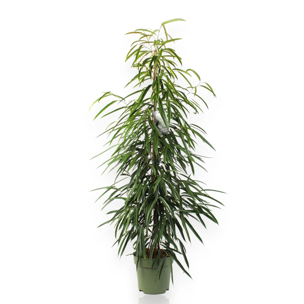 Gardenaria Ficus binnendijkii 'Alli' - Pianta da interno ornamentale Altezza: 100 cm (vaso 21)