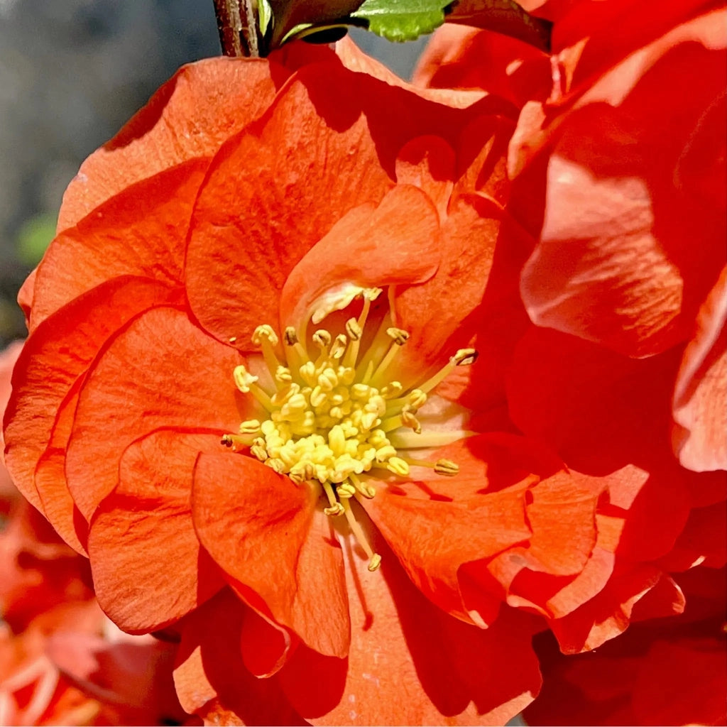 Gardenaria Fior di Pesco - Chaenomeles speciosa 'Orange Storm' - Arbusto ornamentale da giardino Altezza: 40/60 cm (vaso19)