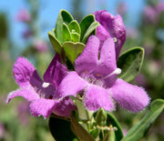 pianta di LEUCOPHYLLUM FRUTESCENS GREEN CLOUD CESP.17