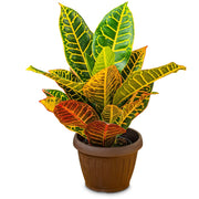 Gardenaria Croton - Codiaeum variegatum 'Mrs.Iceton' - Pianta da interno ornamentale Altezza: 130 cm (vaso 27)