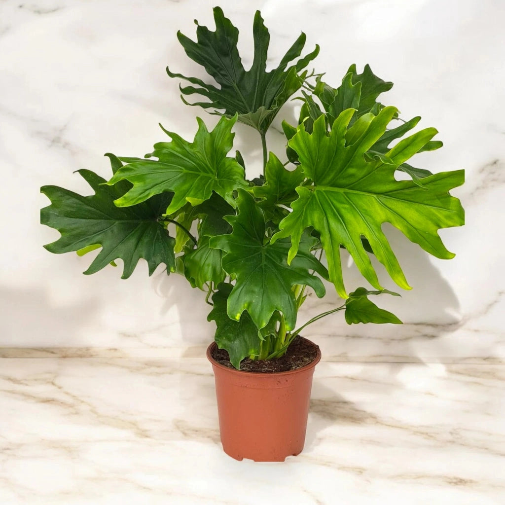 Gardenaria Philodendron 'Lickety Split' - Pianta da interno ornamentale Altezza: 45 cm (vaso 19)