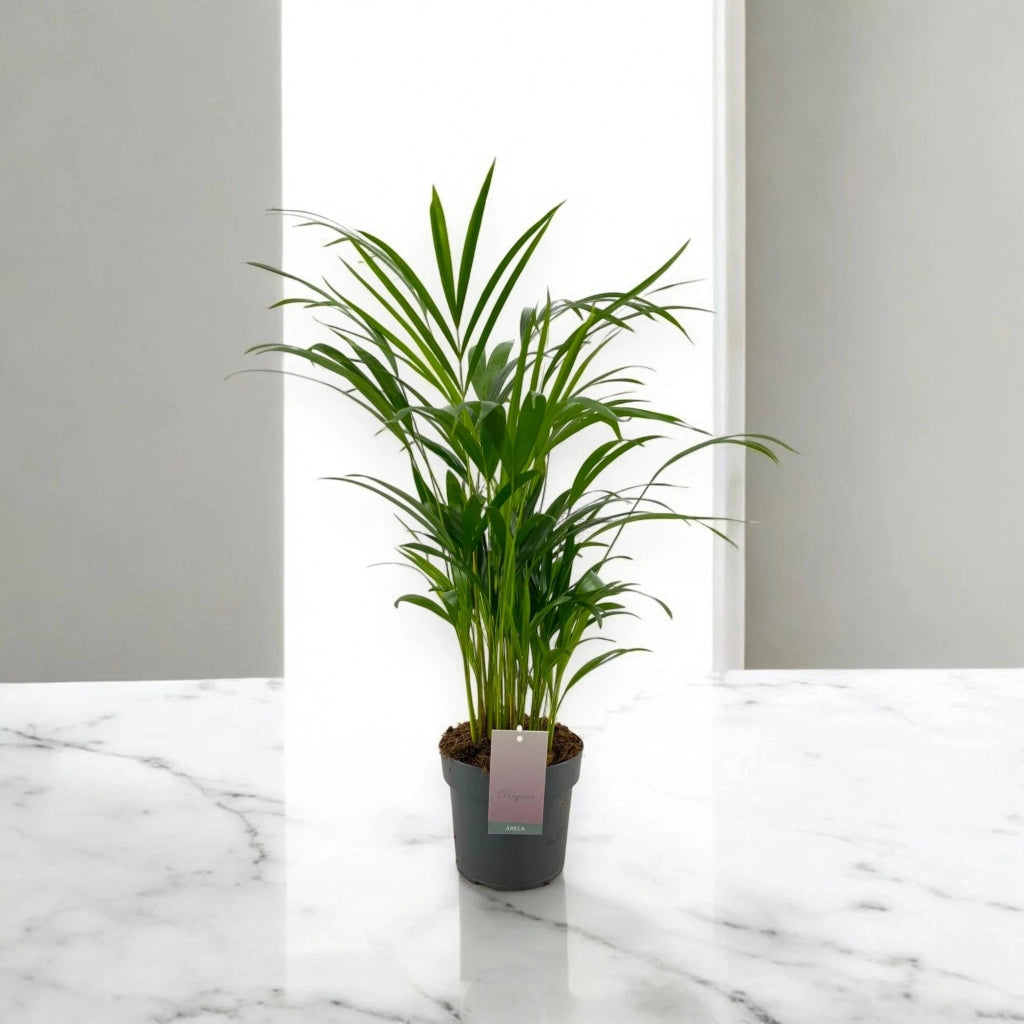 Gardenaria Areca - Dypsis lutescens - Pianta da interno ornamentale Altezza: 110 cm (vaso 22)