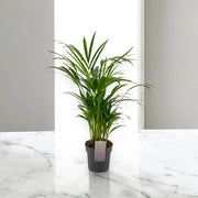 Gardenaria Areca - Dypsis lutescens - Pianta da interno ornamentale Altezza: 110 cm (vaso 22)