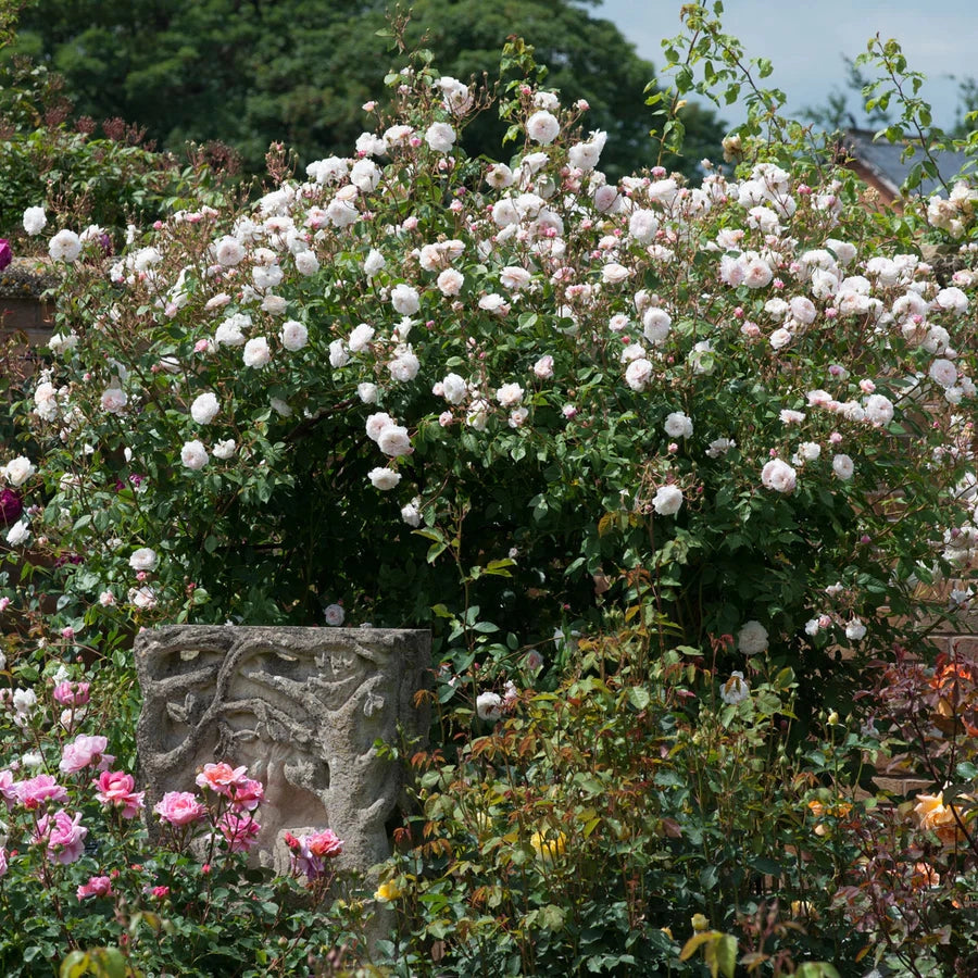 Gardenaria Rosa 'The Albrigton Rambler' - Rosa da giardino Altezza: 40/50 cm (vaso20)