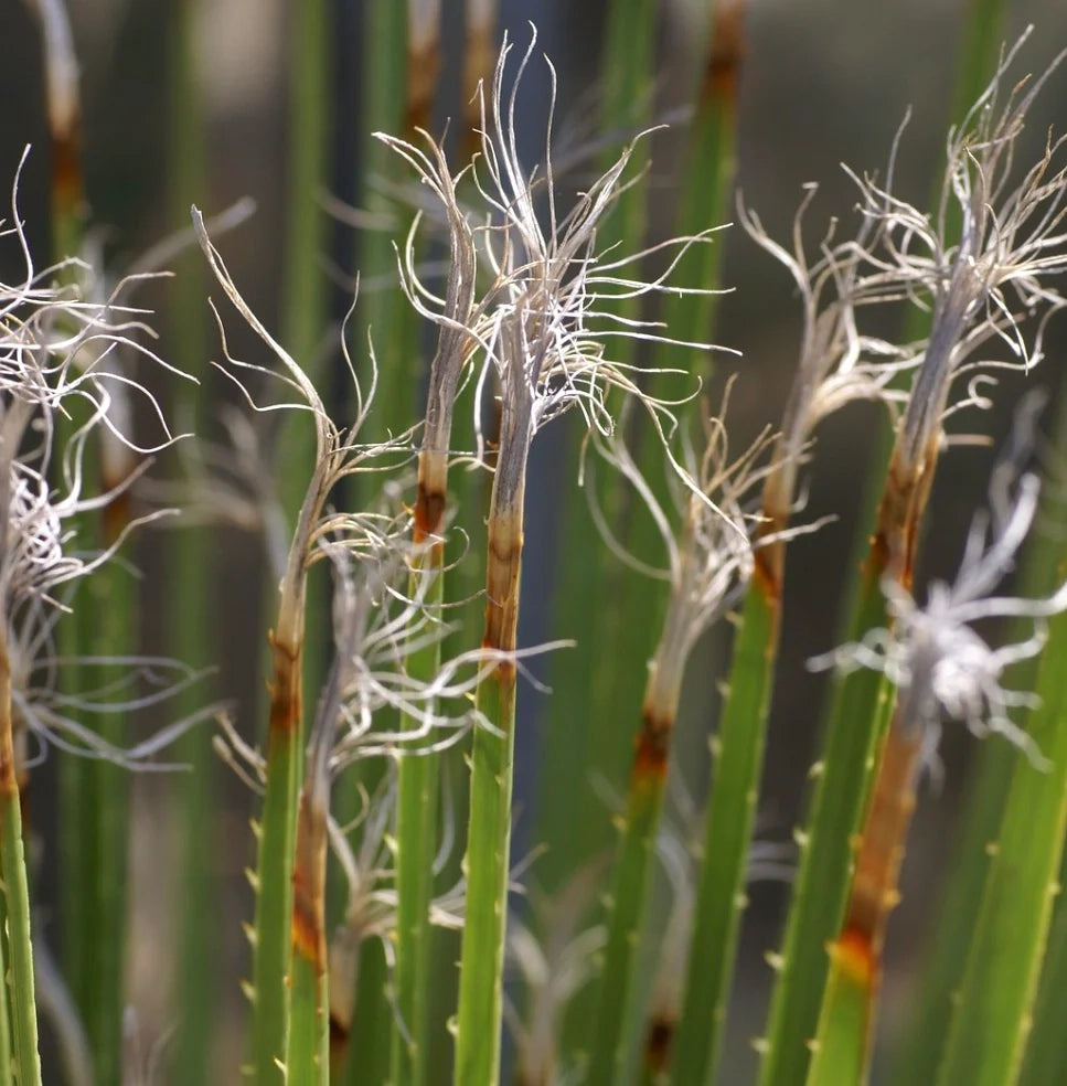 Dasylirion acrotrichum – Pianta ornamentale elegante per giardini mediterranei