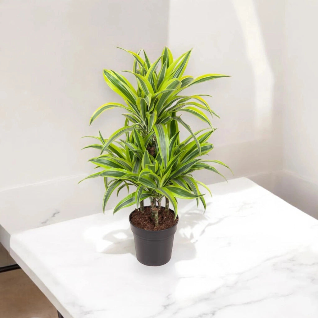 Gardenaria Dracaena fragrans 'Lemon Lime' - Pianta da interno ornamentale Altezza: 130/140 cm (vaso 22)
