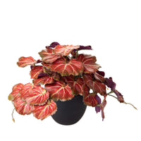 Set 3 Rami Artificiali Heuchera in Vasi 20 cm