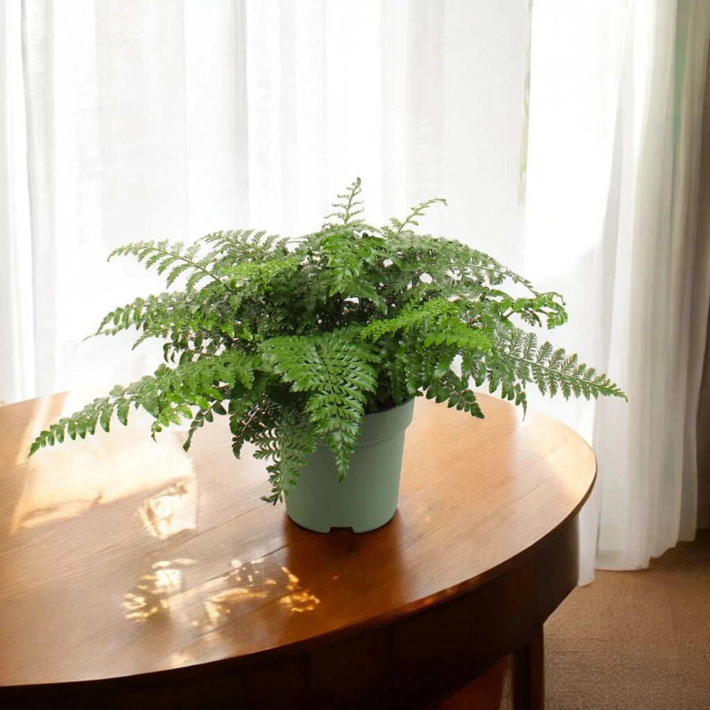 Gardenaria Asplenium parvati - Pianta da interno ornamentale Altezza: 25 cm (vaso 12)