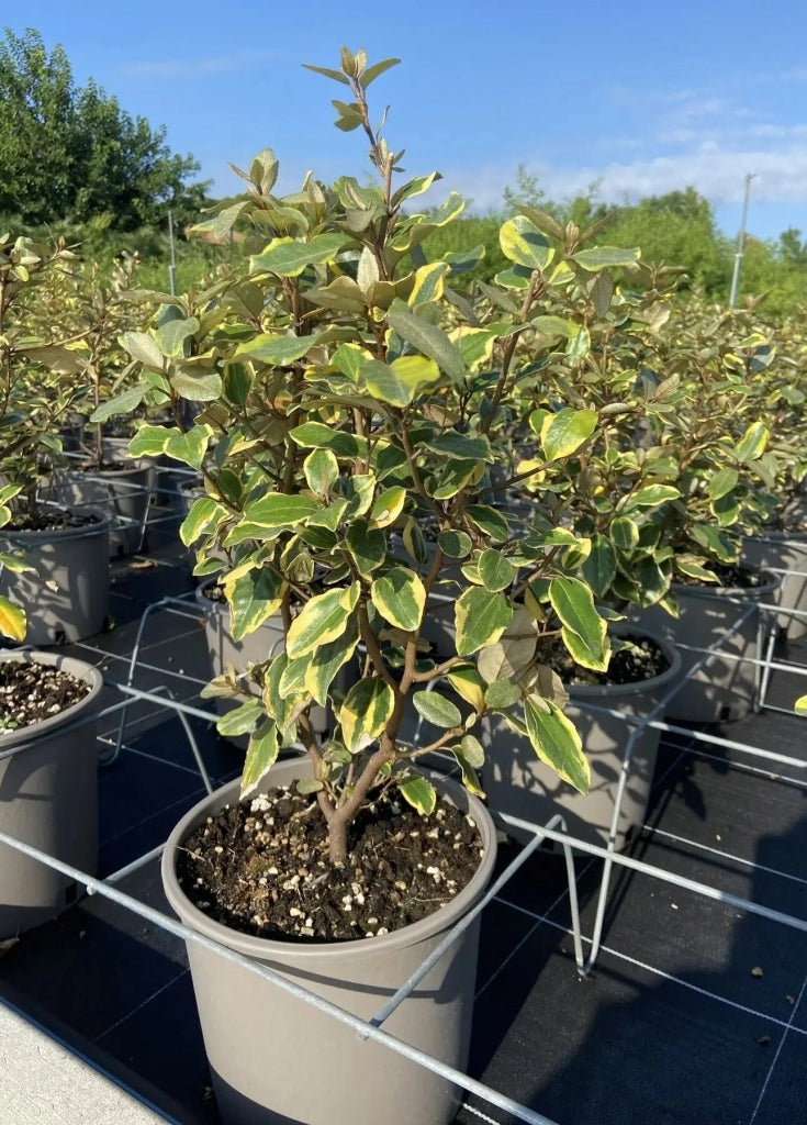 Gardenaria Elaeagnus ebbingei 'Viveleg' - Arbusto ornamentale da giardino Altezza: 40/60 cm (vaso19)