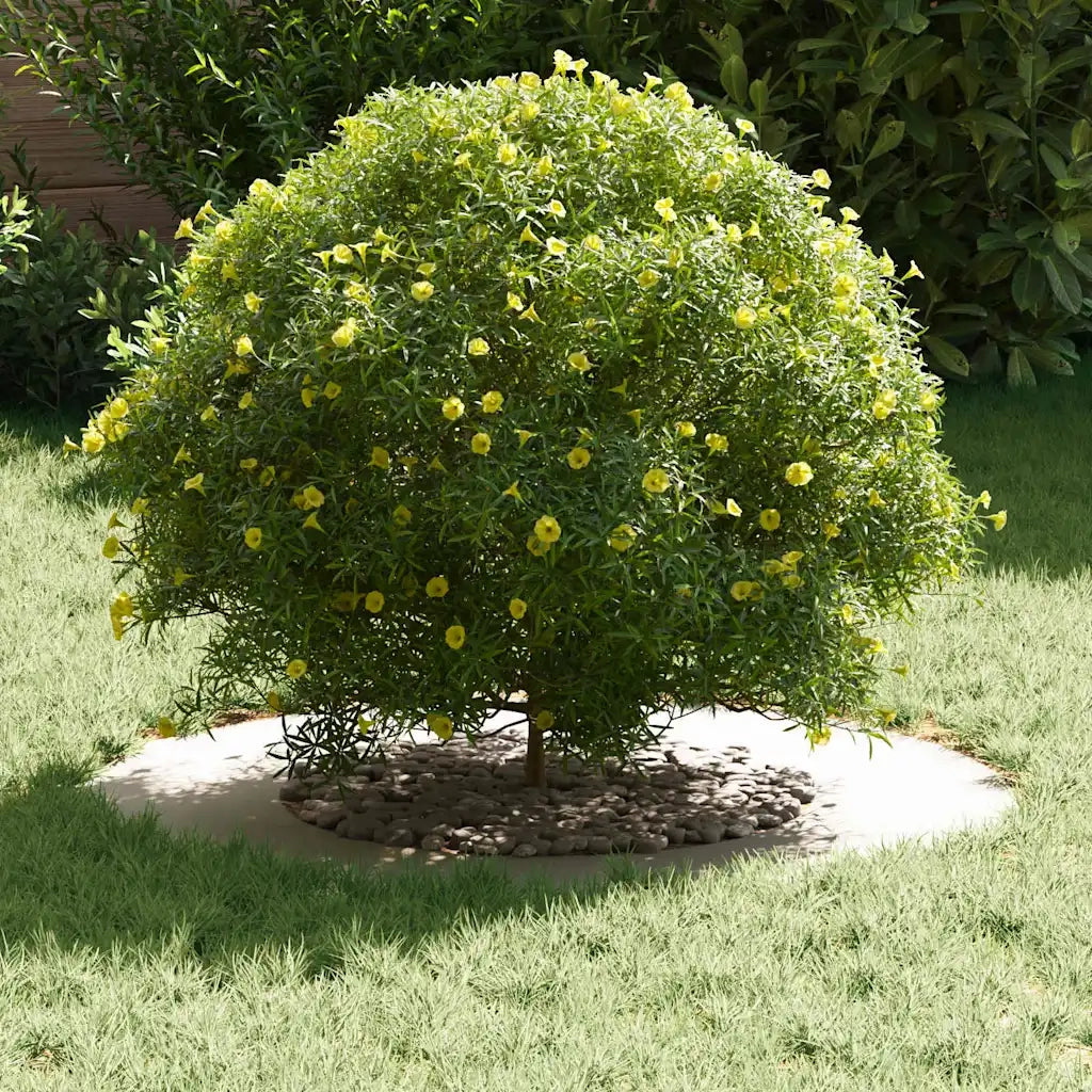 adatto per Anelli d'Albero Piatto 5 pz Bianco ?40 / 70 cm CFW2881040